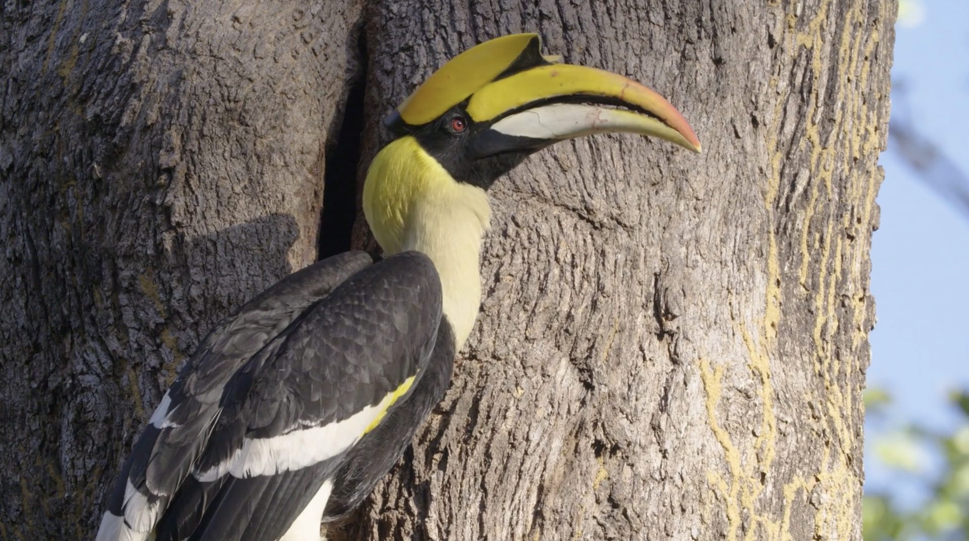 On The Edge - Nature In The Western Ghats still