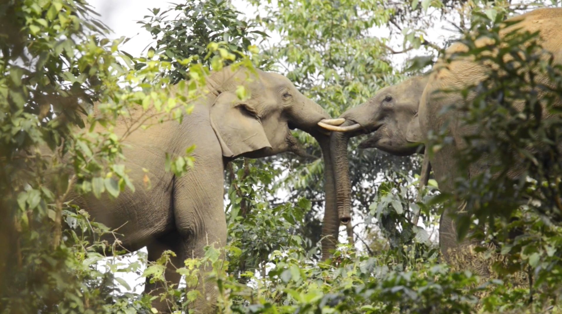 On The Edge - Nature In The Western Ghats still